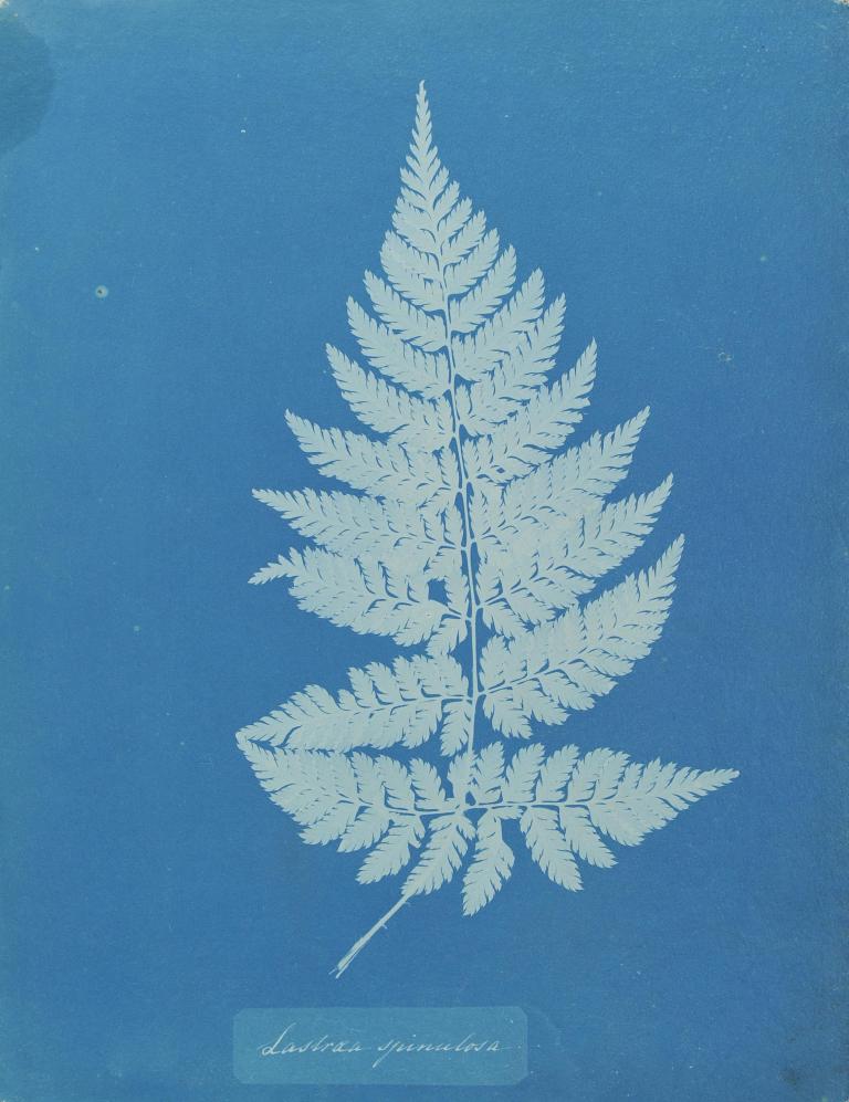 Feuille de Fougère (Lastrea Spinulosa)