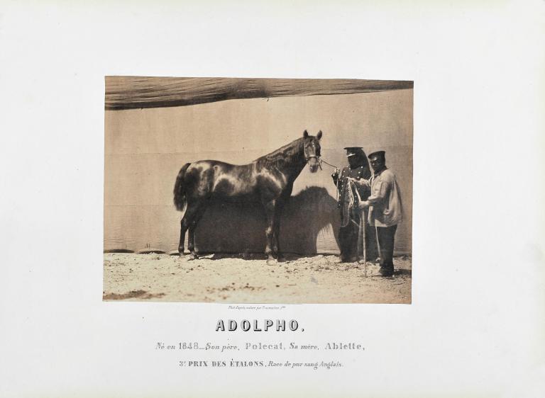 Adolpho, 3e prix des Etalons