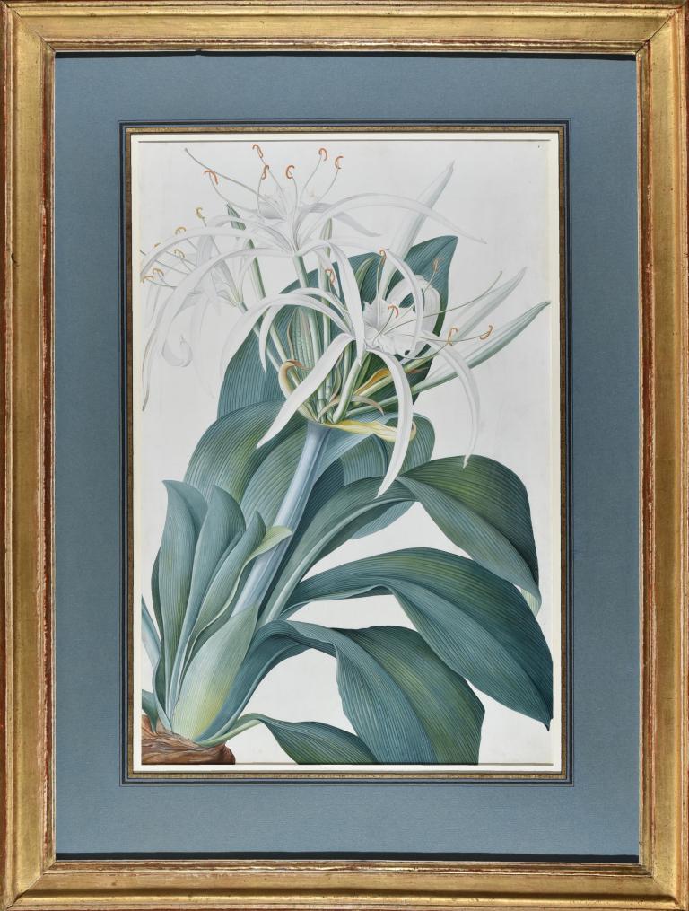 Caribbean New World Pancratius Lily