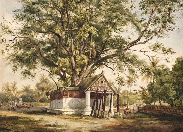 Banyan tree and pagodas near Cochin, Malabar Coast