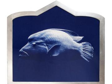 Poisson Napoléon (Icônes de l'océan)