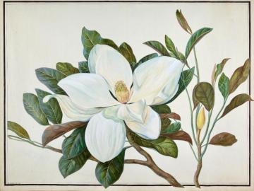 Magniolia grandiflora
