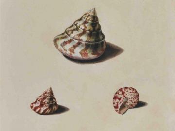 Study of shells after life (Trochus)