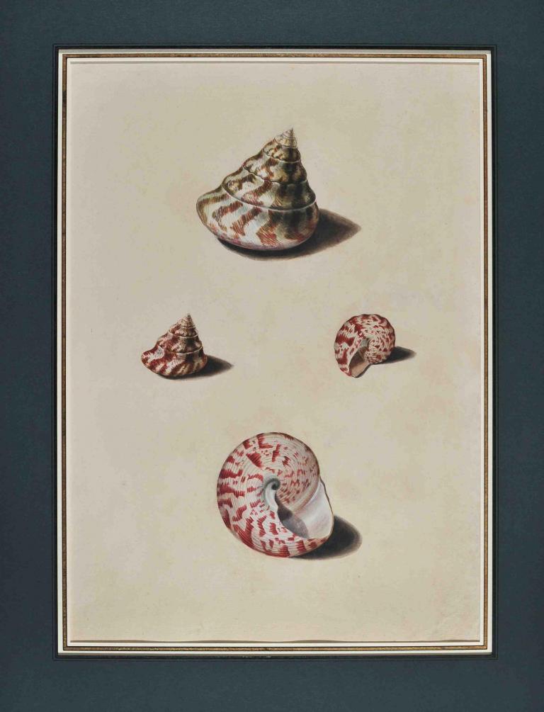 Study of shells after life (Trochus)