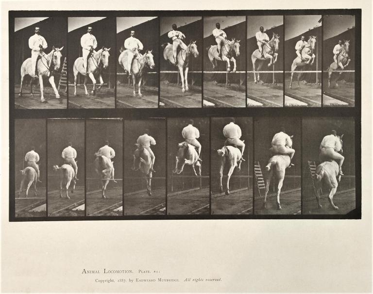 Show jumping, plate of Animal Locomotion