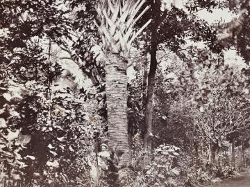 Study of Palm tree, Madagascar