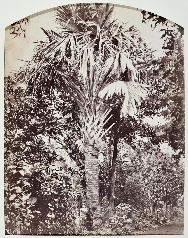 Etude de palmier, Madagascar
