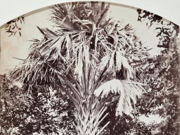 Study of Palm tree, Madagascar