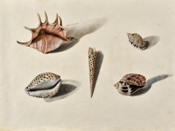 Study of shells after life (Lambis, Terebra areolata, Cypraea tigris,… )