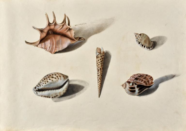 Study of shells after life (Lambis, Terebra areolata, Cypraea tigris,… )