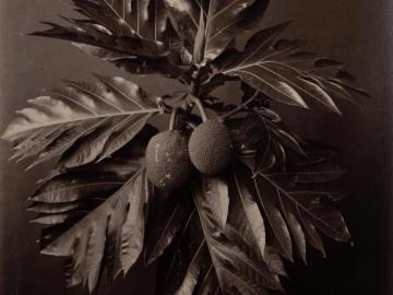 Artocarpus Incisa, Arbre à pain