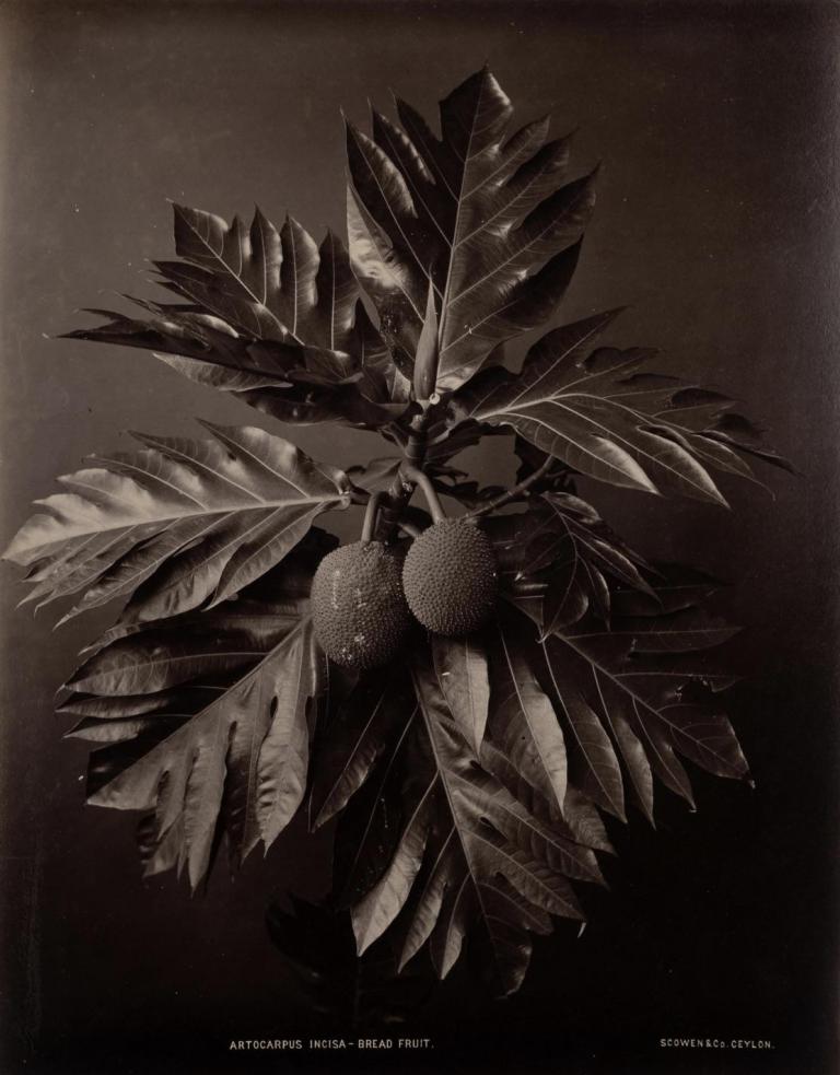 Artocarpus Incisa, Arbre à pain