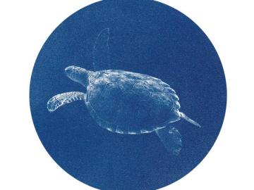 Tortue (Merveilles de la mer)