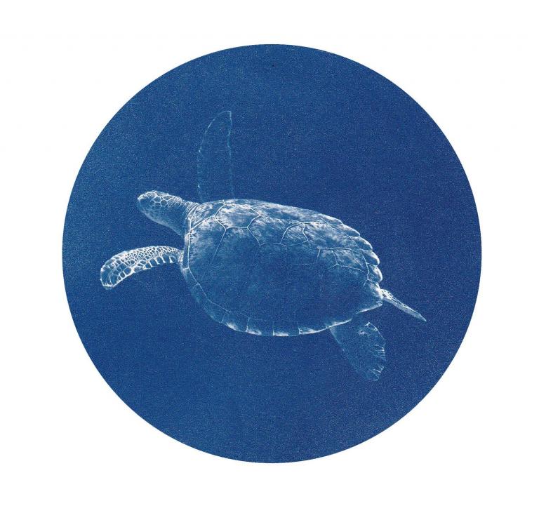 Tortue (Merveilles de la mer)