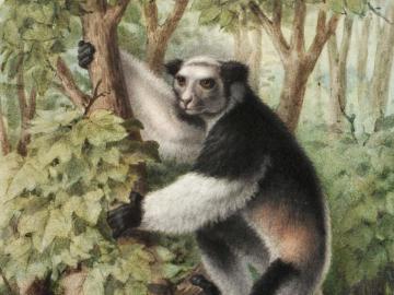 Indris brevicaudatus (lémurien de Madagascar)