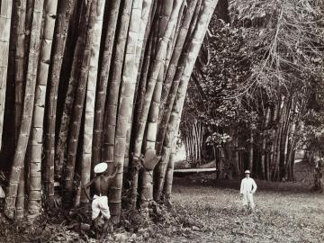 Giant Bamboos 