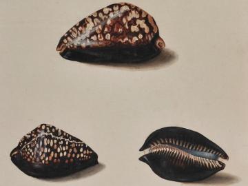 Etudes de coquillages d'après nature