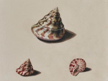 Sudies of Shells after life