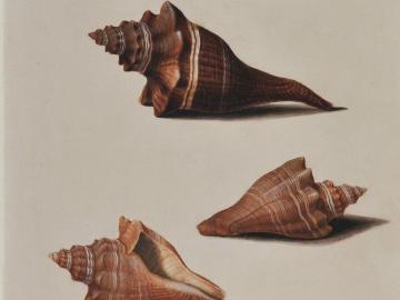 Etudes de coquillages d'après nature