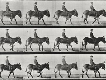 Child riding a donkey, plate of Animal Locomotion