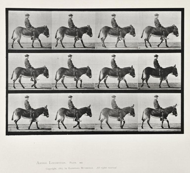 Enfant sur un âne, planche d'Animal Locomotion