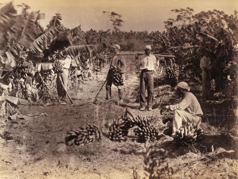 Bananas Plantation