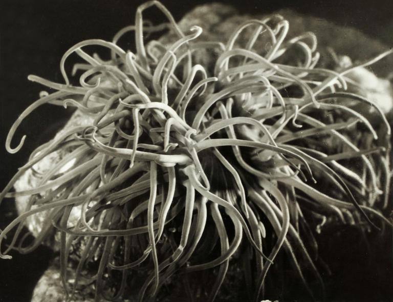 The Sea Anemone