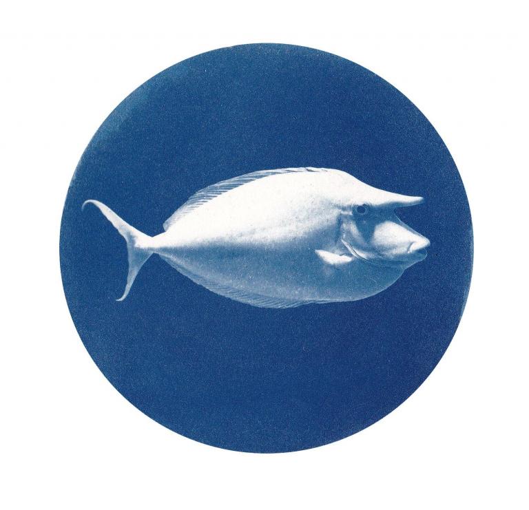 Poisson licorne (Merveilles de la mer)