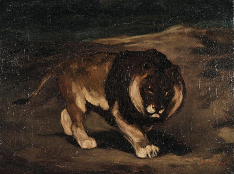 Lion du cap à crinière noire