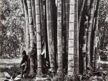 Bamboos at Botanical Garden of Peradeniya