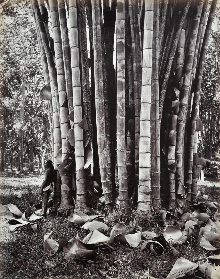 Bamboos at Botanical Garden of Peradeniya
