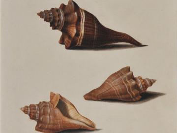 Study of shells after life (Buzycon)