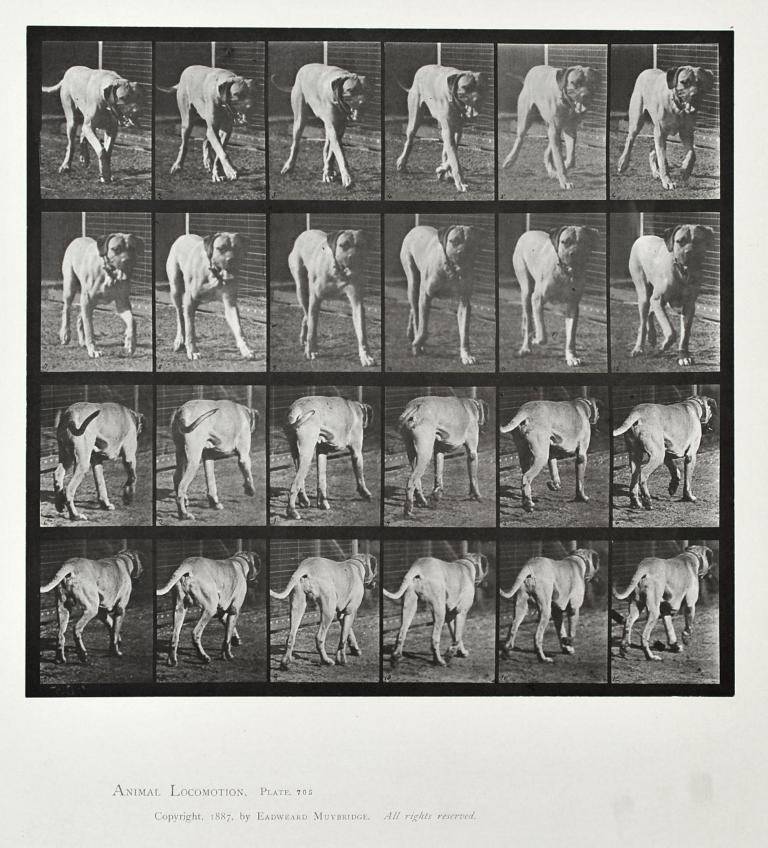 Chien marchant, planche d'Animal Locomotion