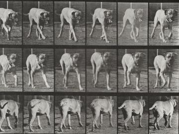 Chien marchant, planche d'Animal Locomotion