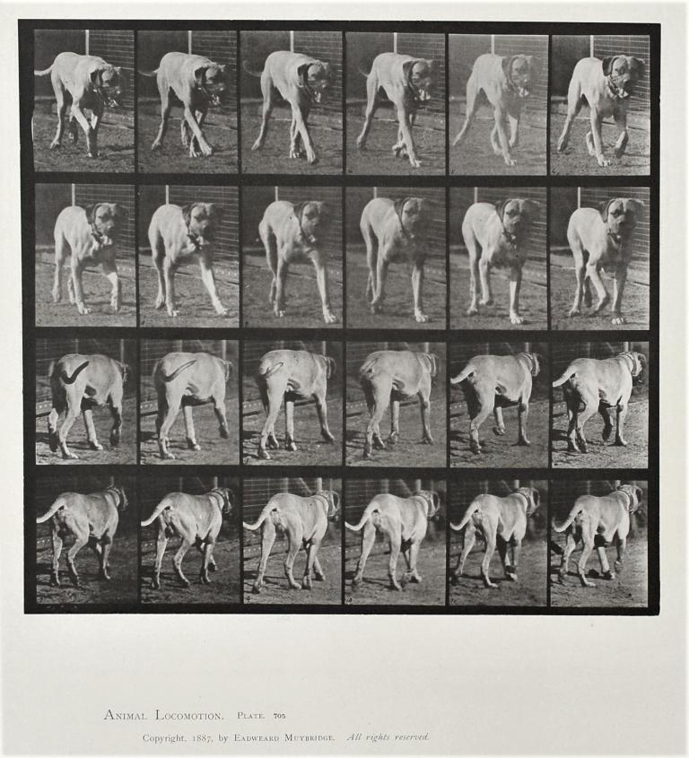 Chien marchant, planche d'Animal Locomotion