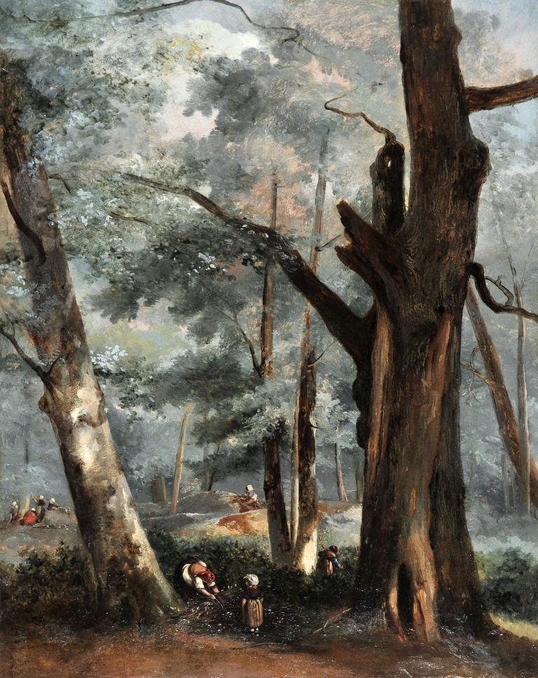 Chêne de la Plaine-Blanche à Fontainebleau