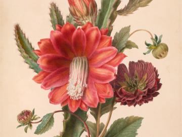 Composition of Dahlias and cactus flowers