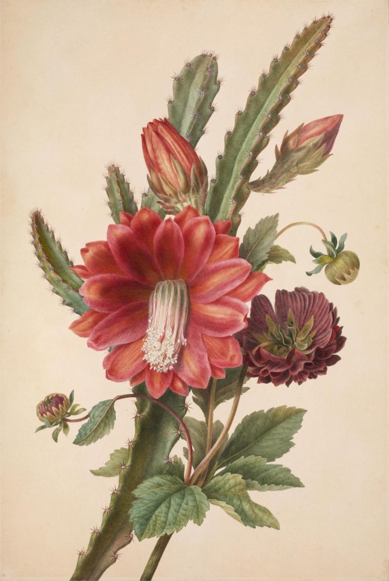 Composition of Dahlias and cactus flowers