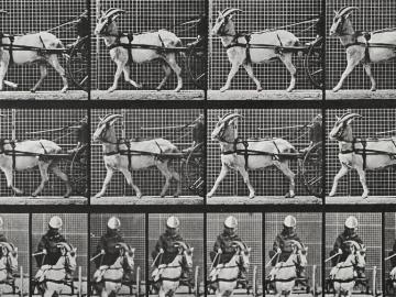 Enfant et bouc tirant une cariole, planche d'Animal Locomotion