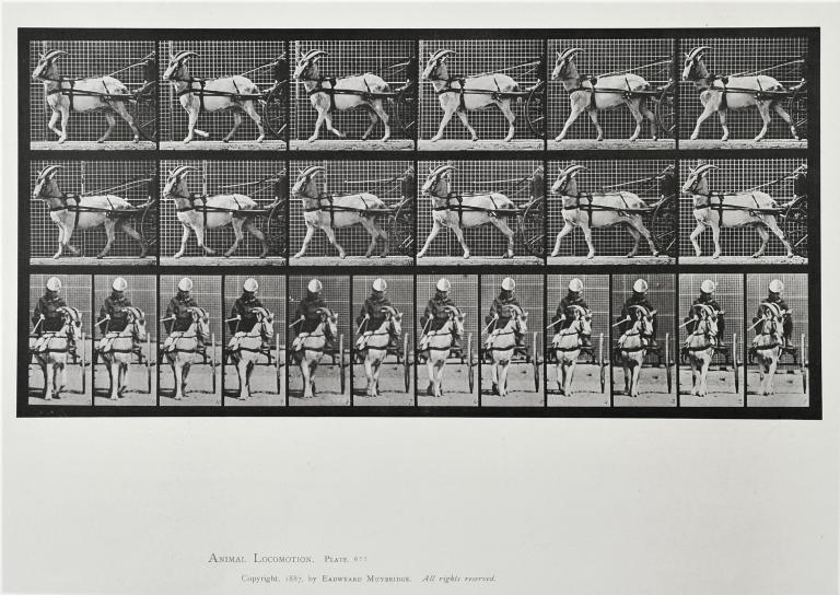 Enfant et bouc tirant une cariole, planche d'Animal Locomotion