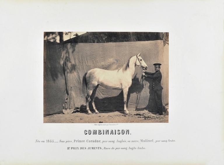  Combinaison, 2e Prix des juments  (anglo-arab horse competition)