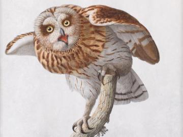 French owl on a branch