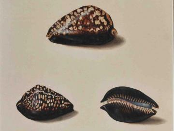 Etude de coquillages d'après nature (Cypraea)