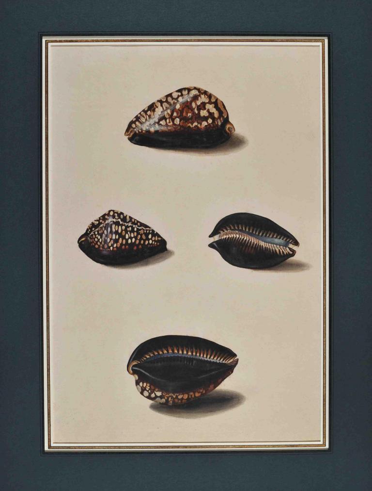 Study of shells after life (Cypraea)