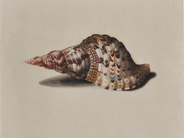 Study of shells after life (Triton)