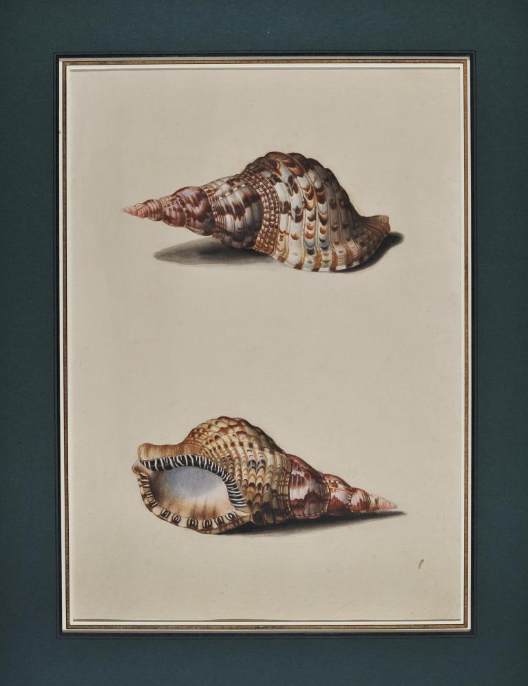 Study of shells after life (Triton)