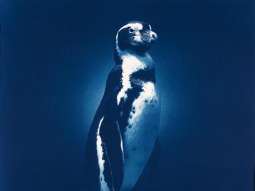 Galapagos Penguin