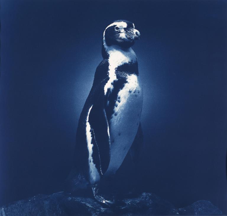 Galapagos Penguin