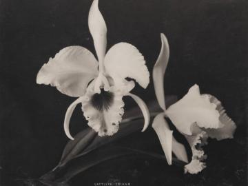  Cattleya Trianae, Orchidée