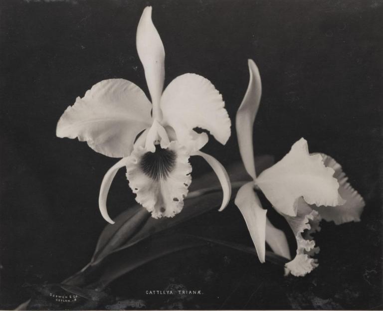  Cattleya Trianae, Orchidée